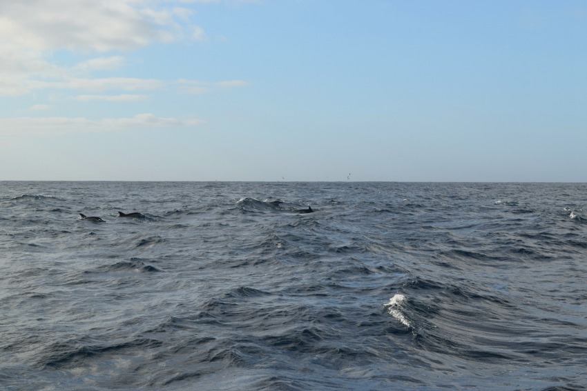 Azoren Unterwegs auf Terceira Delfine