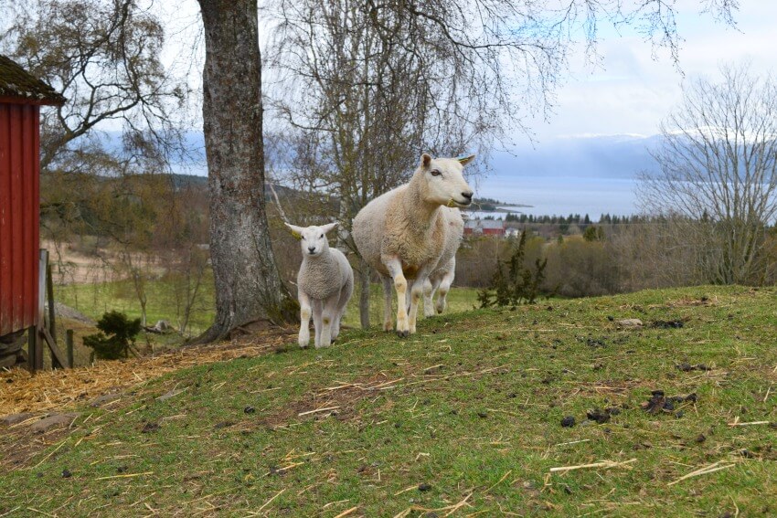 Der Goldene Umweg in Norwegen Berg Farm Schafe Wikingergrab