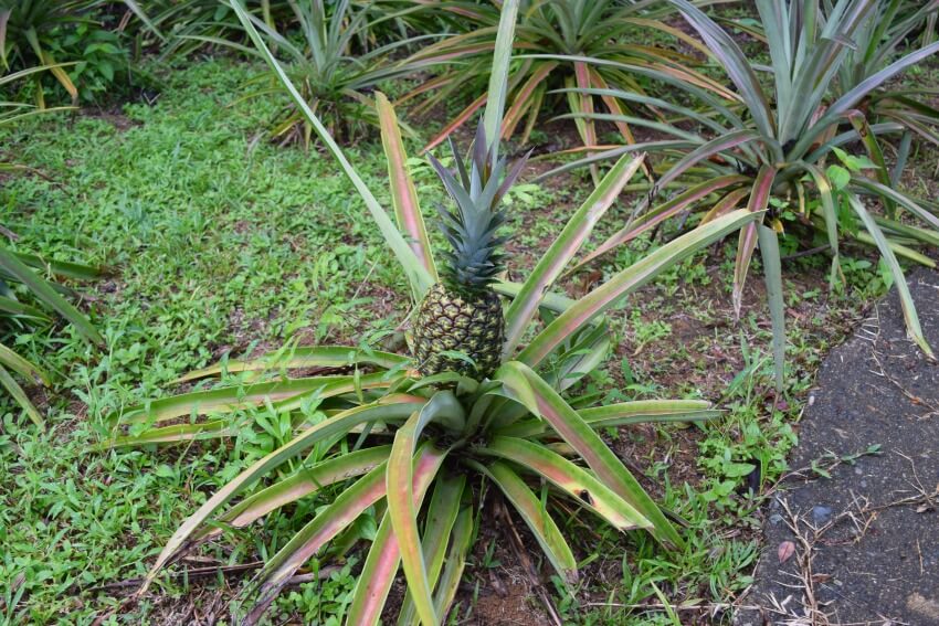 Isla Popa - Corto Lodge Ananas