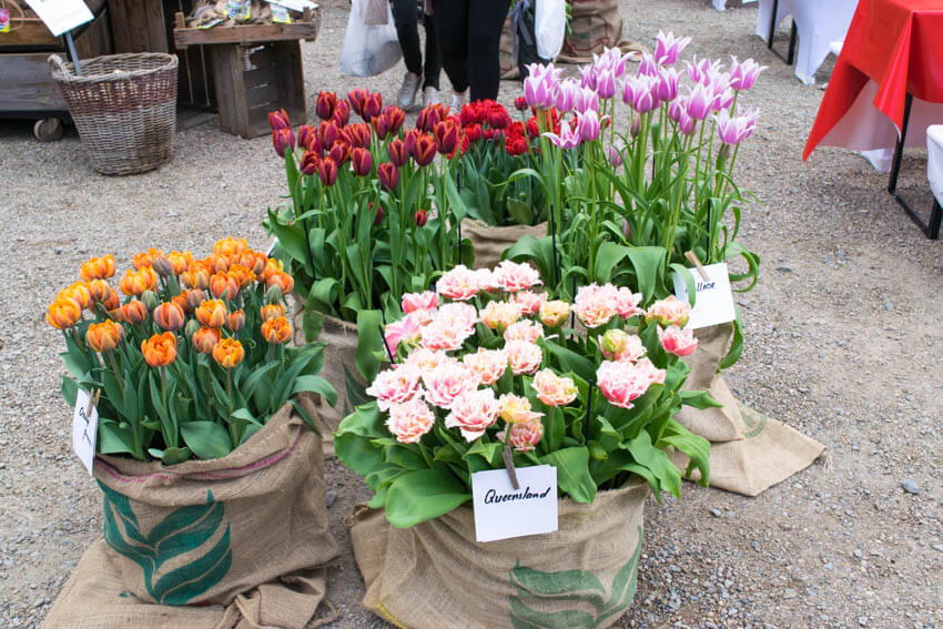 Herbstfestival auf Schloss Ippenburg Blumen