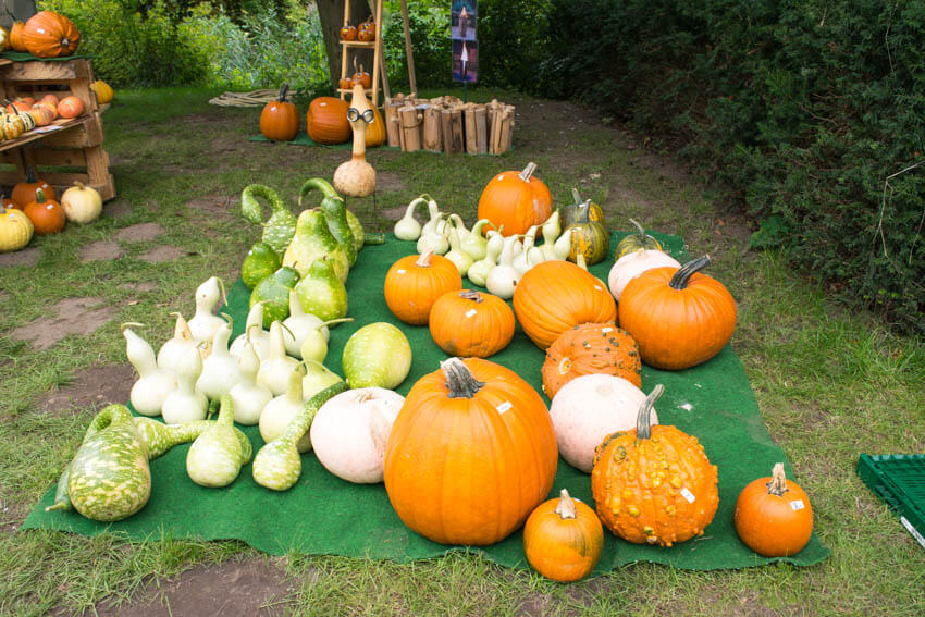 Herbstfestival auf Schloss Ippenburg Kürbisse